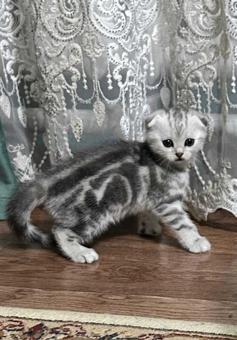 котята шотландские