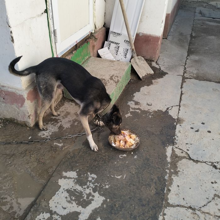 ит сатылады 1 жасар еркек