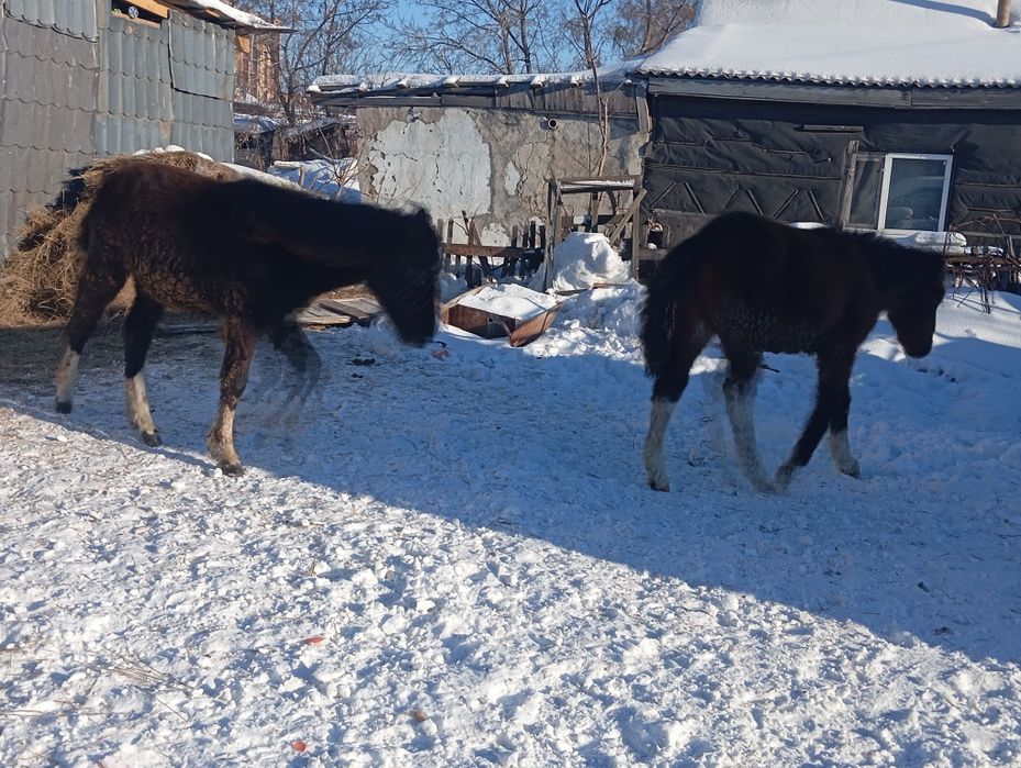 Жабағы  сатылады 2 бас семіз