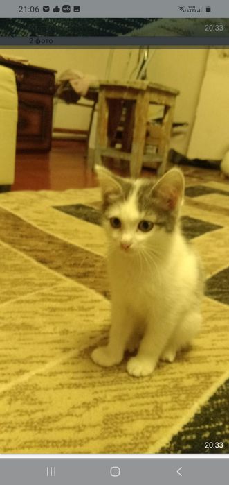 Ищем дом для домашней кошечки