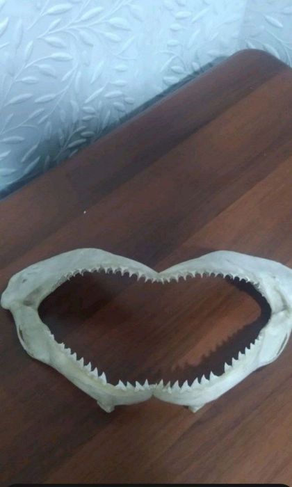 Сувениры Челюсть акуль