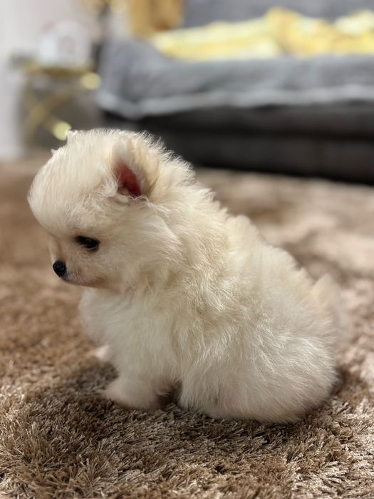 Pui pomeranianeni albi din parinti campioni