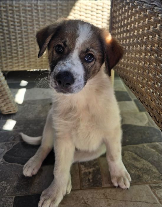Catelusi spre adoptie