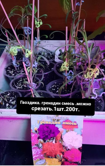 Уличные цветы.целозия .