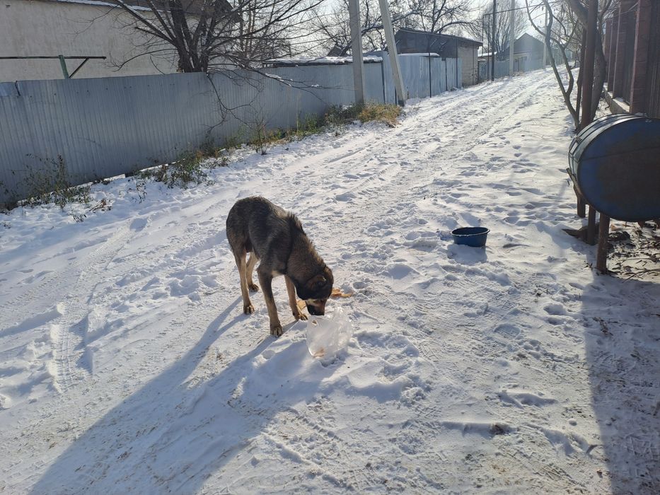 Шенки тобет девочки и мальчики