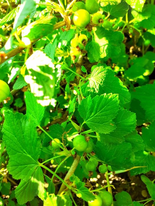 Дача продается/ Саяжай сатылады