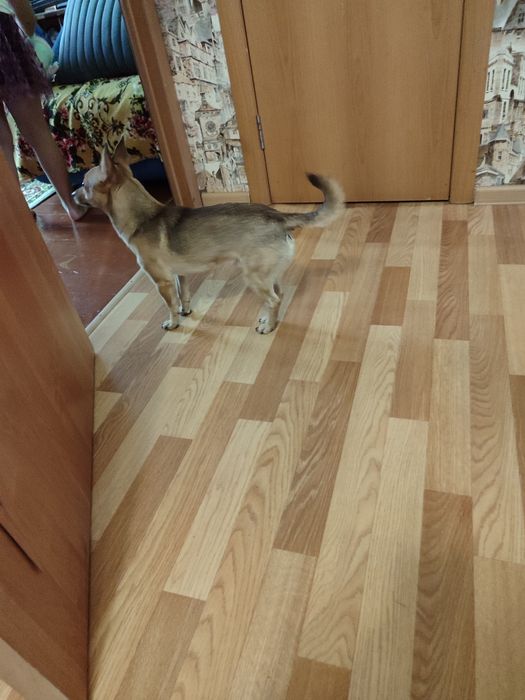 Отдам той терьер