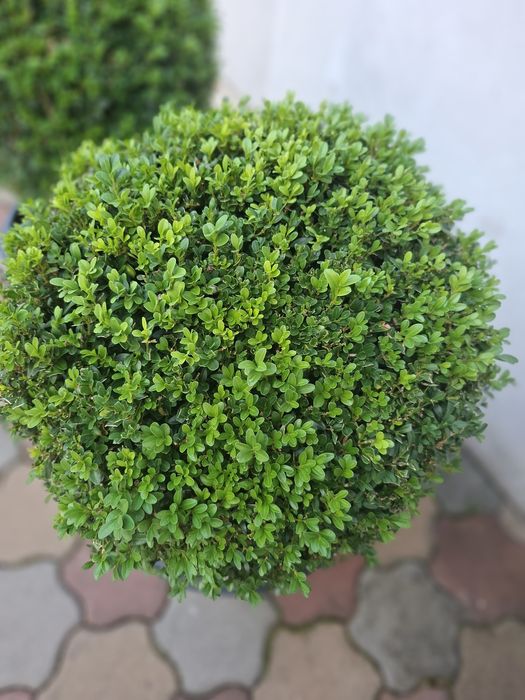 Vand 2 Buxusi   ornamentali  la ghiveci mare