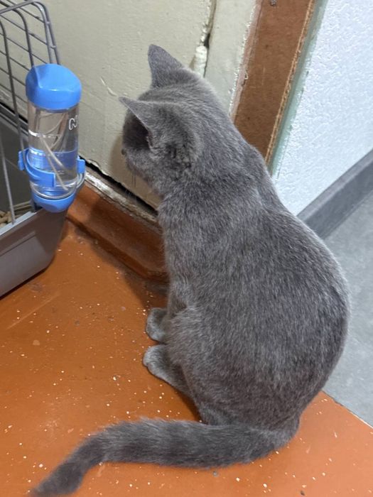 Шотландский кот остраухий