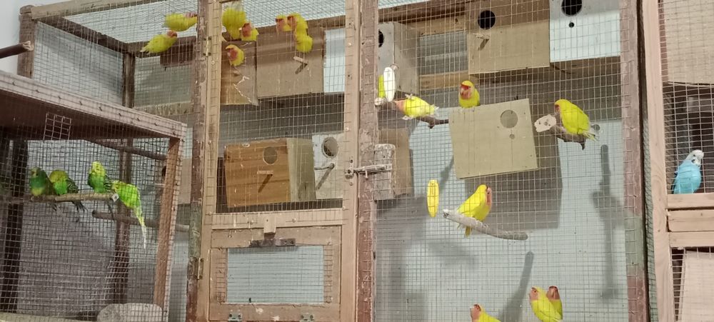 Неразушкалар сотилади