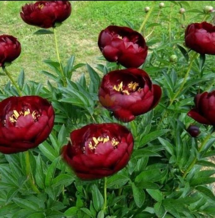 Пионы на весну(коллекционные)