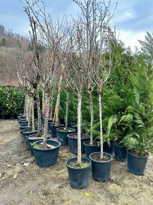 Plante pentru Delimitări Naturale Elegante