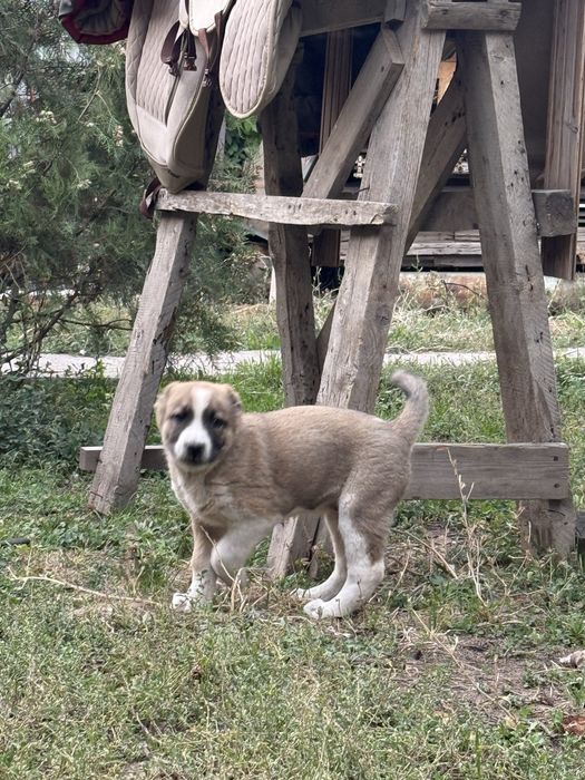 Лесбиянка жетекшілері бейнеленген порно видеолар