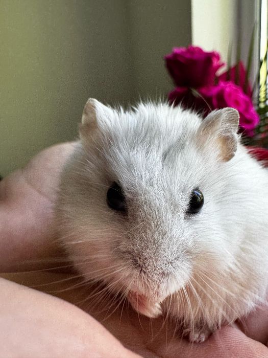 Vând hamster alb