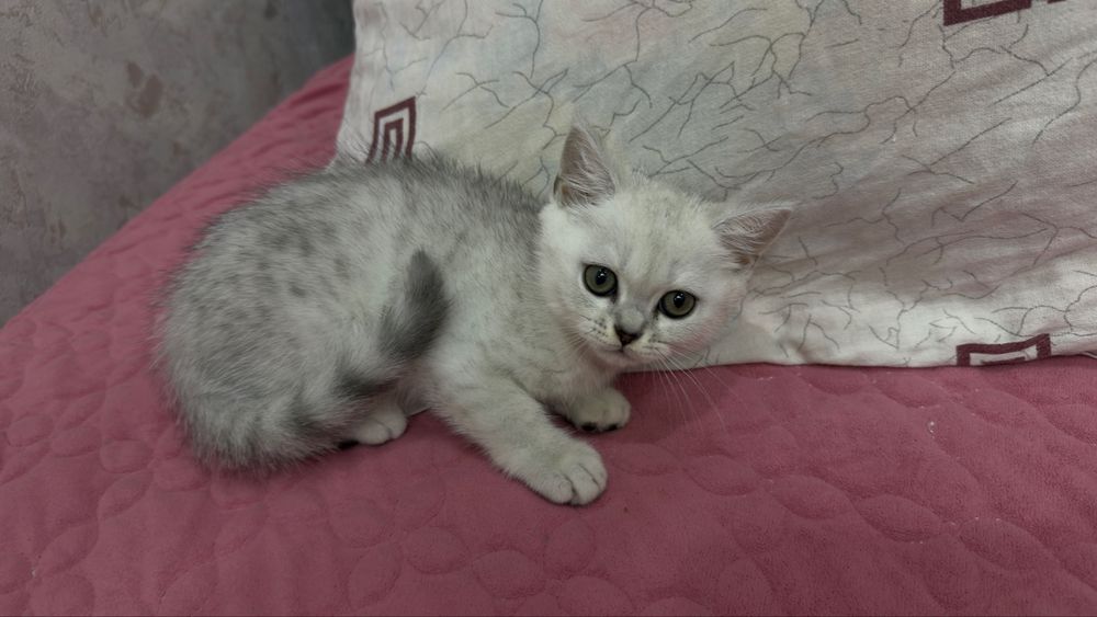 Красивые британские котята