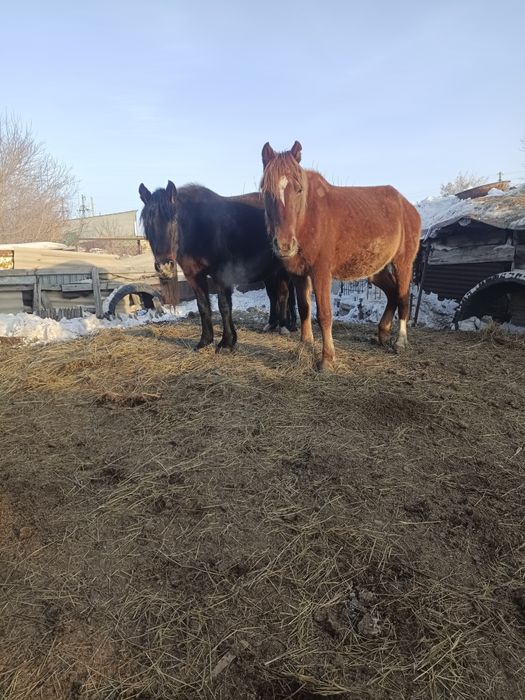 Сауын биелер сатамын.