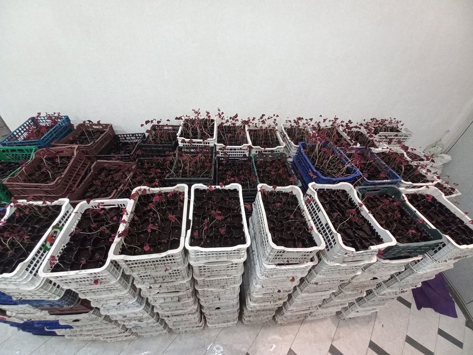 Kislitsa guli sotiladi