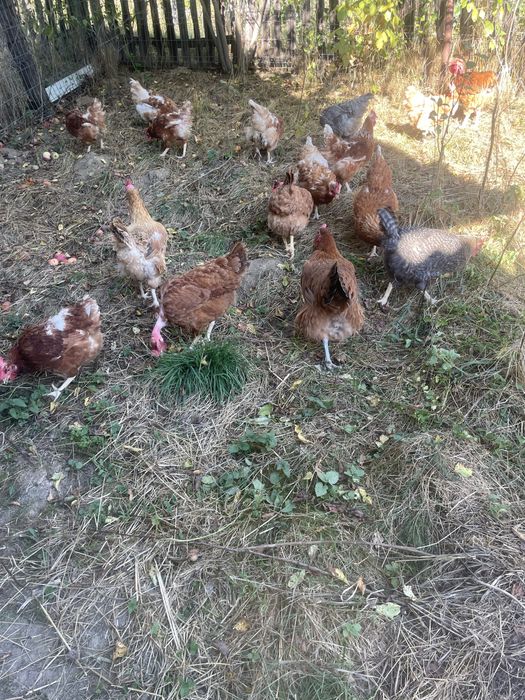 Vand gaini si cocosi de casa