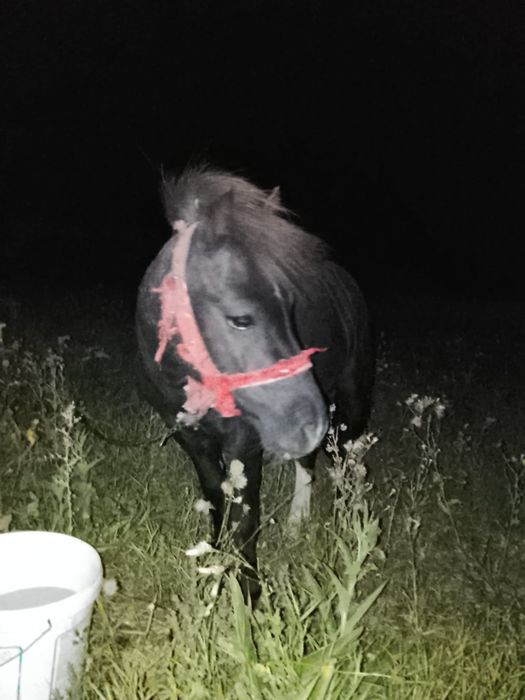 De vânzare doi ponei