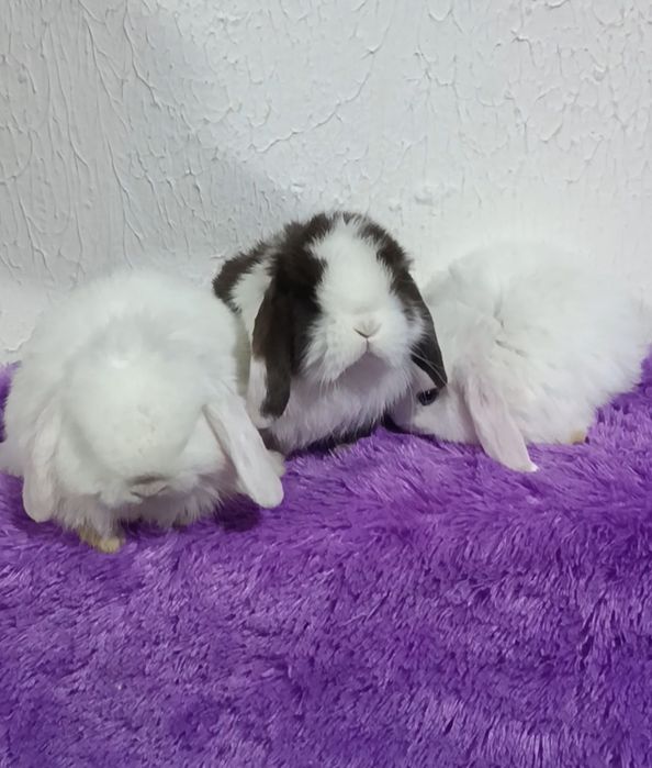 Продаются декоративные кролики (карлики)