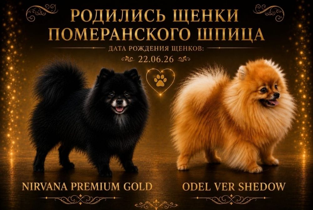 Продам щенка Померанского шпица