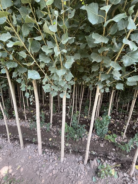 Жеміс жидек,сәндік ағаштар,шыршалар.