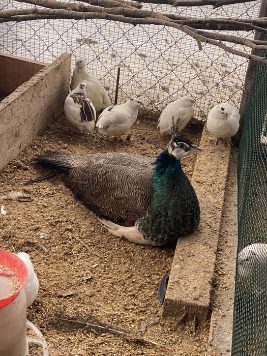 Vand pauni  Silvar pied. Alechin ochi alb umar negru