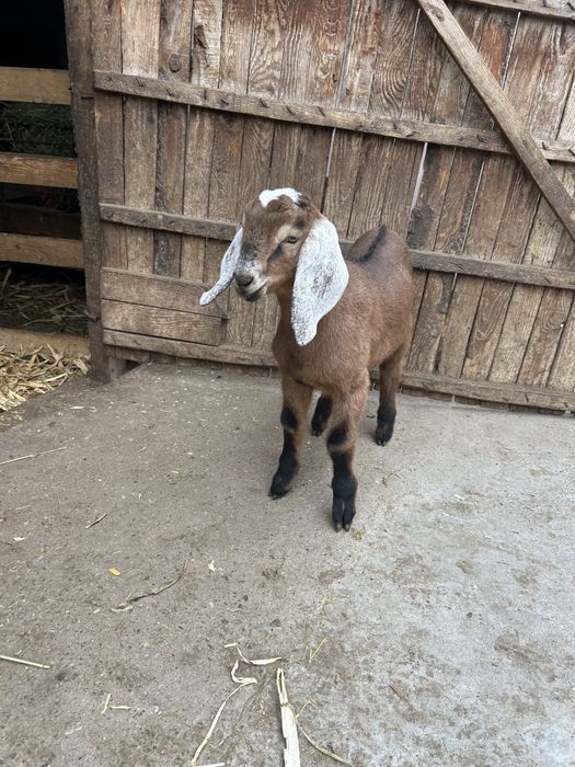 Se vând țapișorii Anglo-Nubian