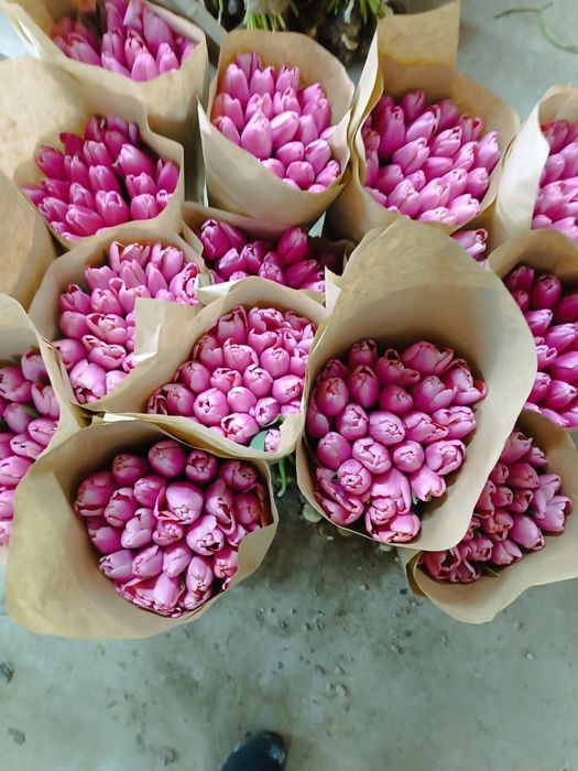Тюльпаны оптом .