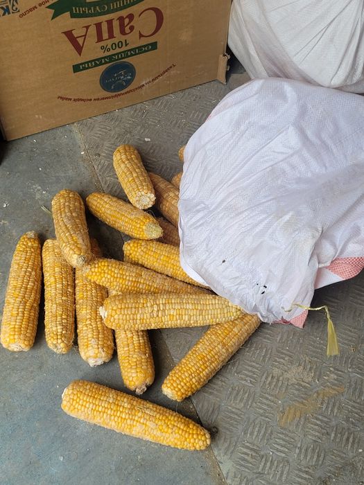 Корм-жем малға жем