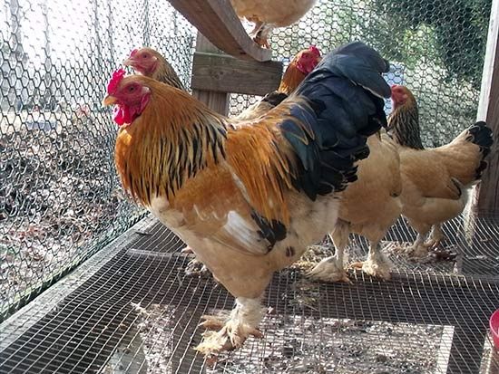Инкубационные яйца