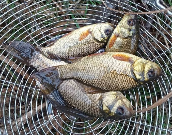 Живец для рыбалки на щуку