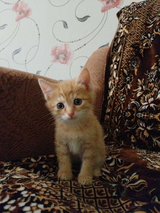 Отдам котёнка в добрые руки