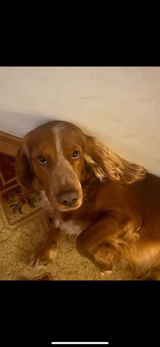 Русский спаниель ищет подругу