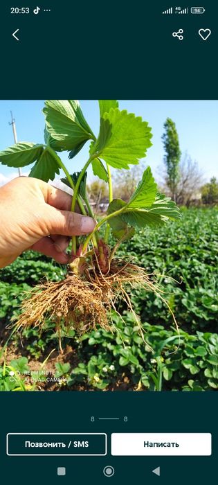 Продаётся Рассады Клубника с хорошим запхам и не павтариями вкусам