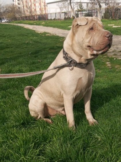 Вязка шарпей Американский