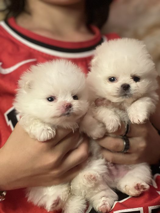 Миниатюрный померанский шпиц