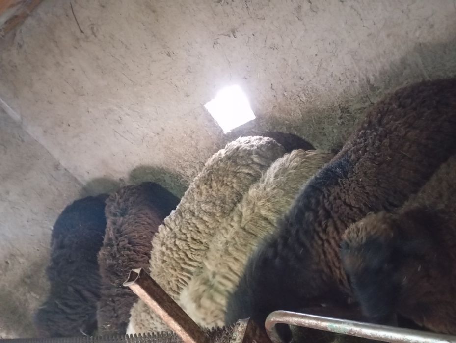 Тоқты қошкар сатылады