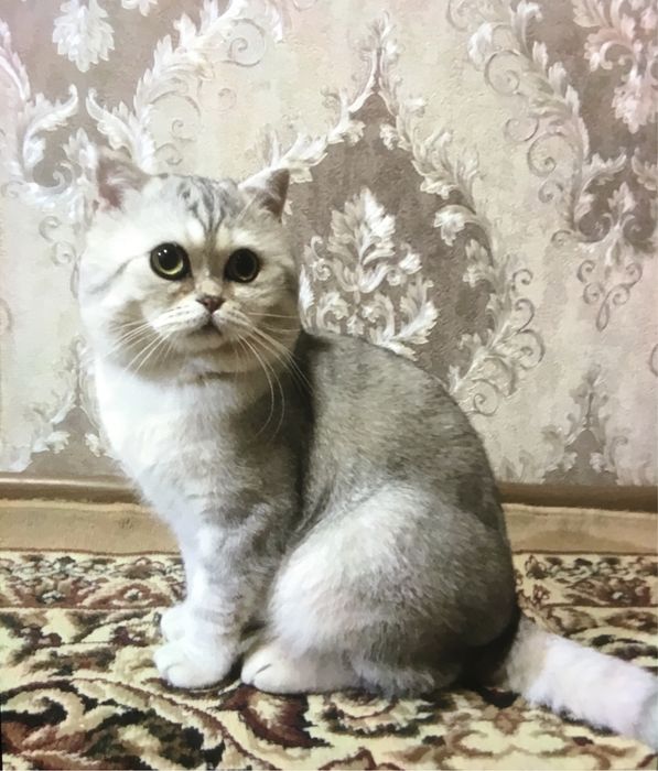 Британская серебристая шиншила приглашает кошек на ВЯЗКУ