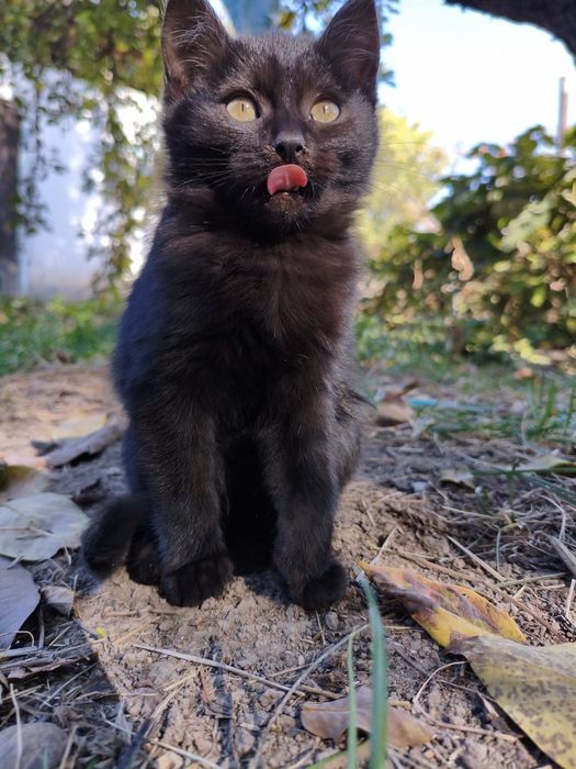 Отдам котят в добрые руки.
