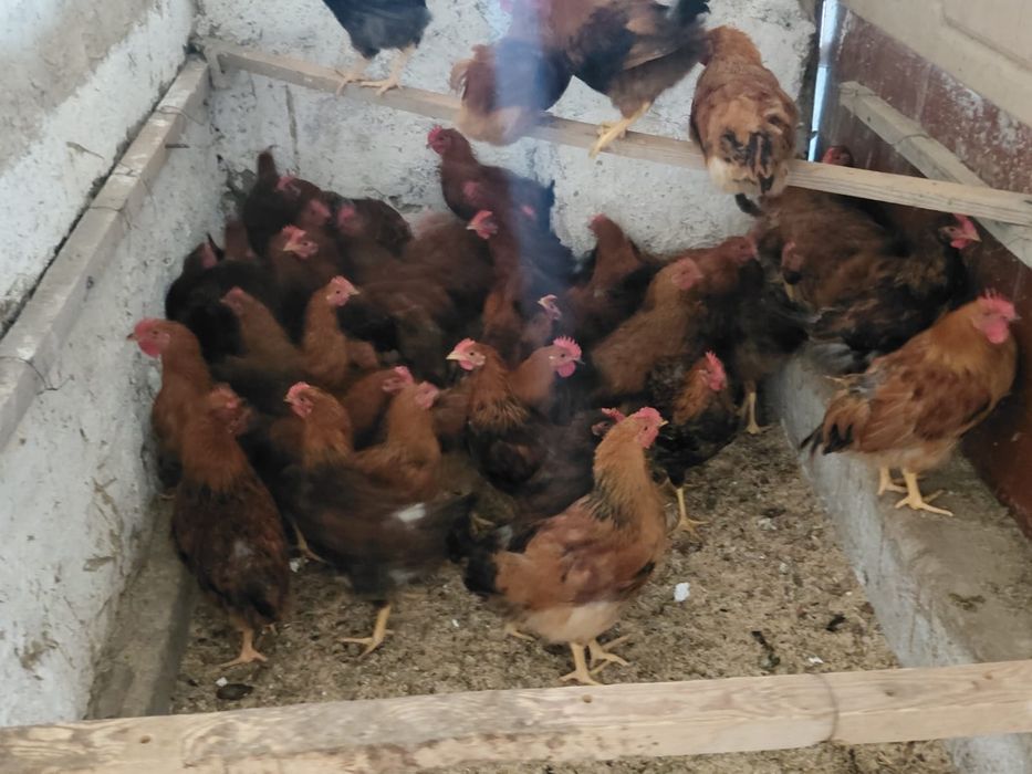 3 айлық Кучинский қораз балапандары сатылады