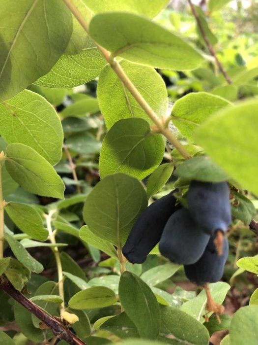 Саженцы Жимолости