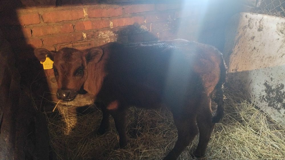 Продам телёнка а хорошие руки