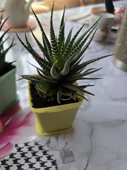 Продаю комнатные растения