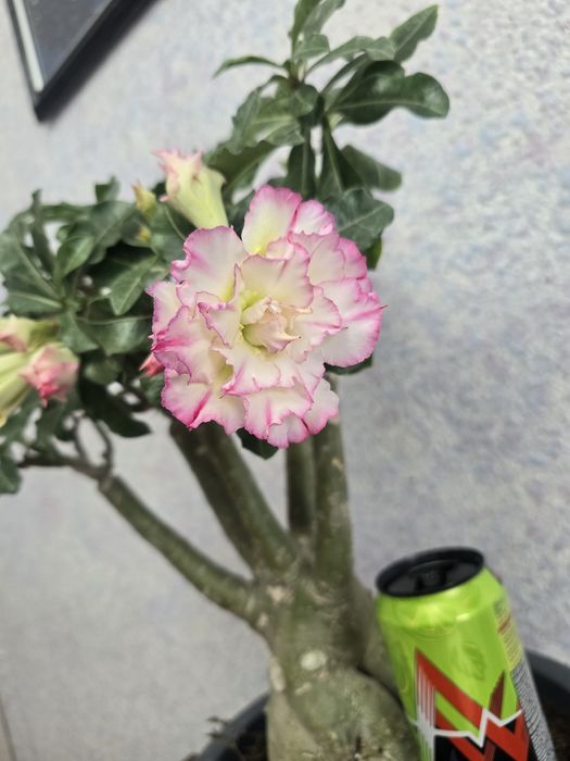 Адениум шикарный огромный