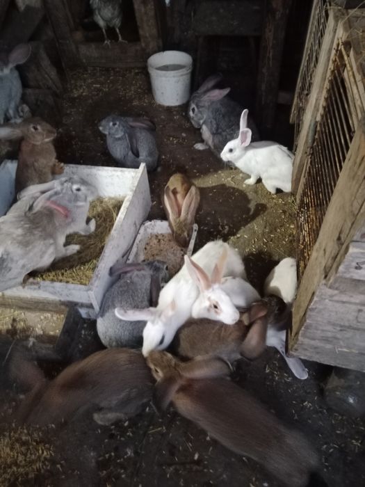 Кролики на развод,на мясо