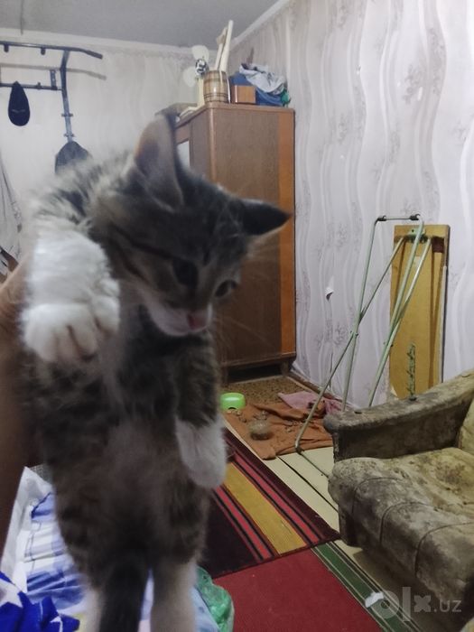 Отдам даром котят