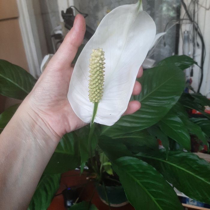 Спатифиллум Уоллиса, клеродендрум