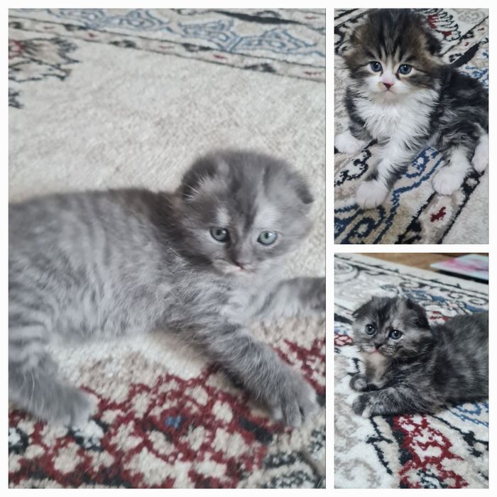 Продаются котята