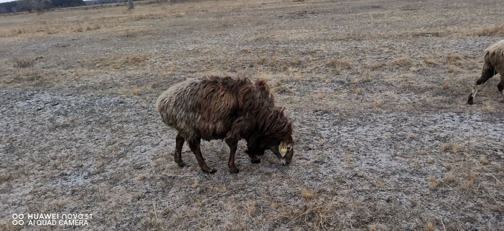 Продам барана производителя